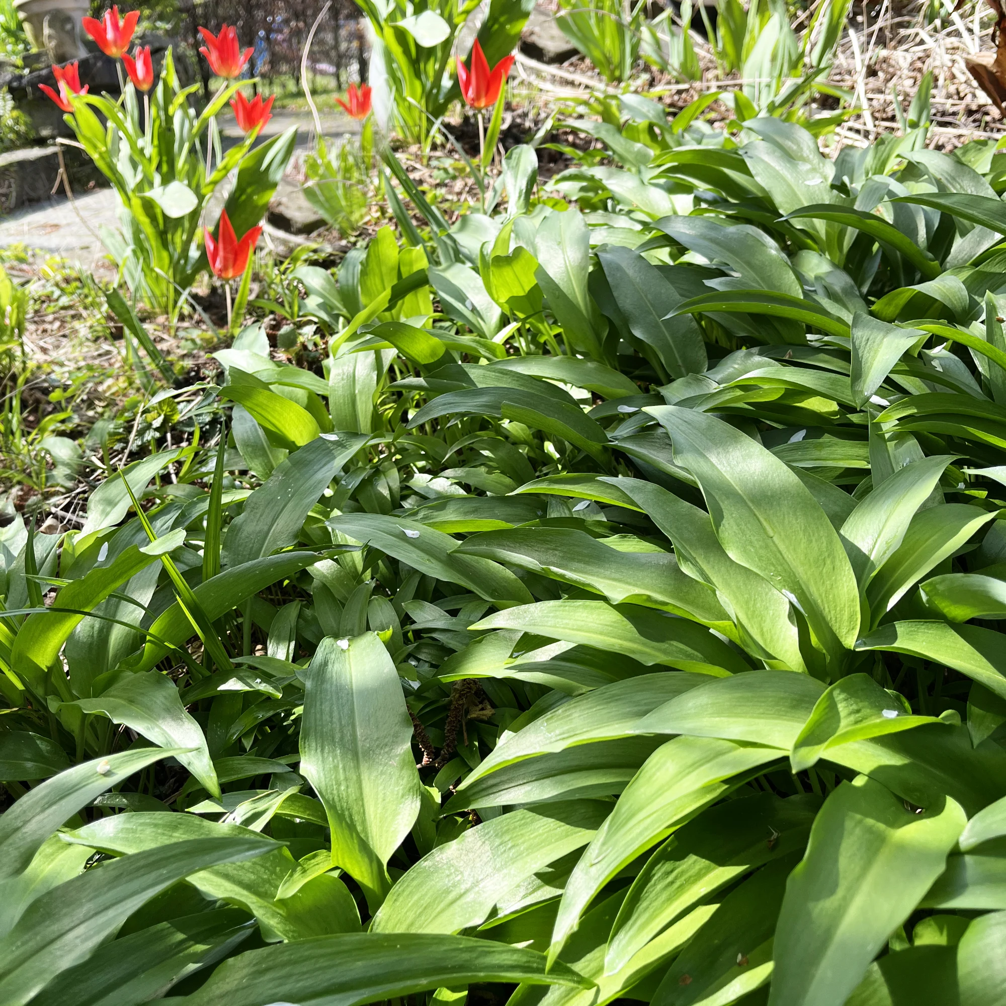 Bärlauch – einfach mal ganz klassisch